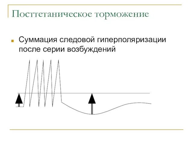 Посттетаническое торможение Суммация следовой гиперполяризации после серии возбуждений