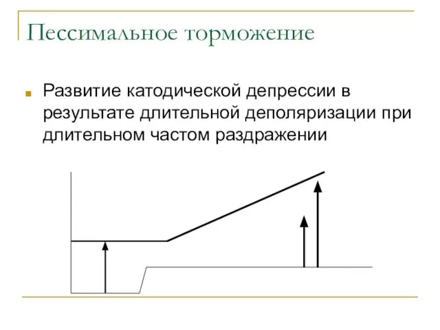 Пессимальное торможение Развитие катодической депрессии в результате длительной деполяризации при длительном частом раздражении