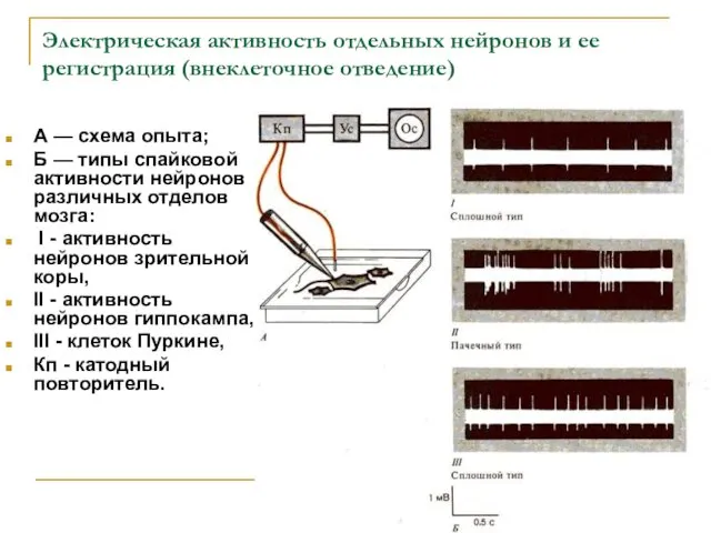 Электрическая активность отдельных нейронов и ее регистрация (внеклеточное отведение) А —