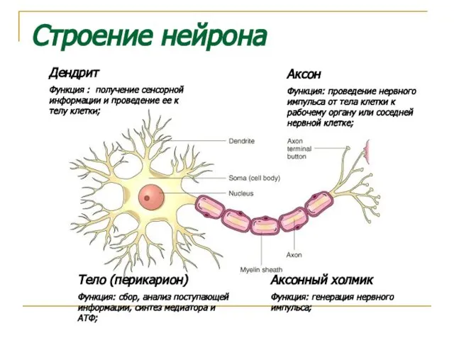 Тело (перикарион) Функция: сбор, анализ поступающей информации, синтез медиатора и АТФ;