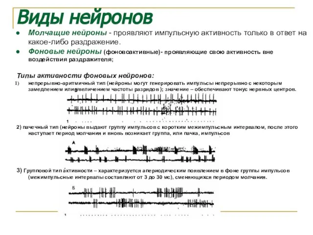 Виды нейронов Молчащие нейроны - проявляют импульсную активность только в ответ