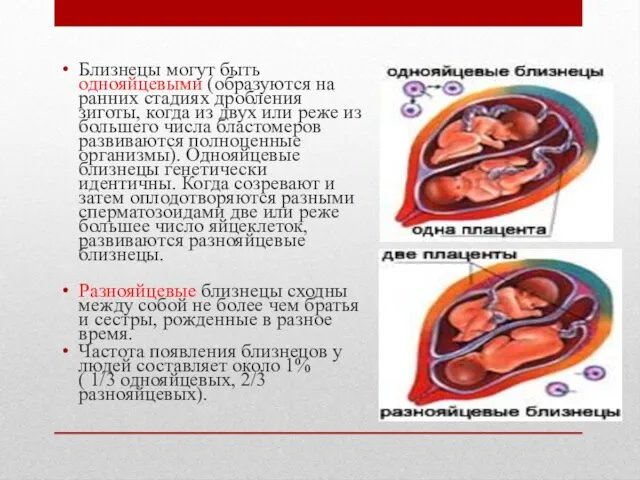 Близнецы могут быть однояйцевыми (образуются на ранних стадиях дробления зиготы, когда