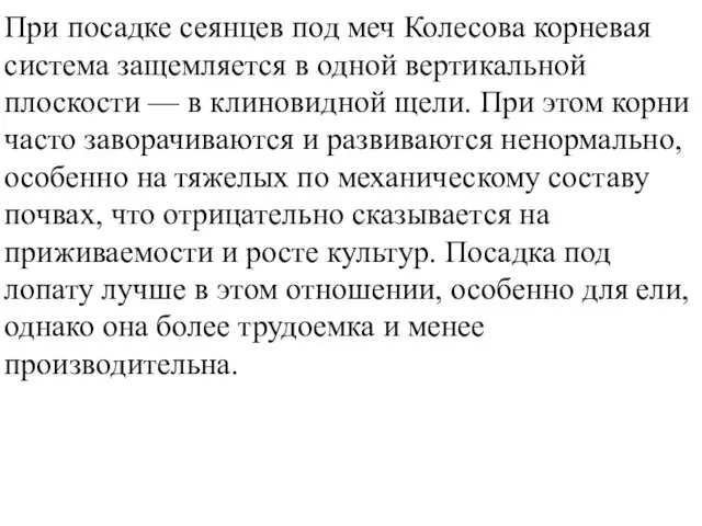 При посадке сеянцев под меч Колесова корневая система защемляется в одной