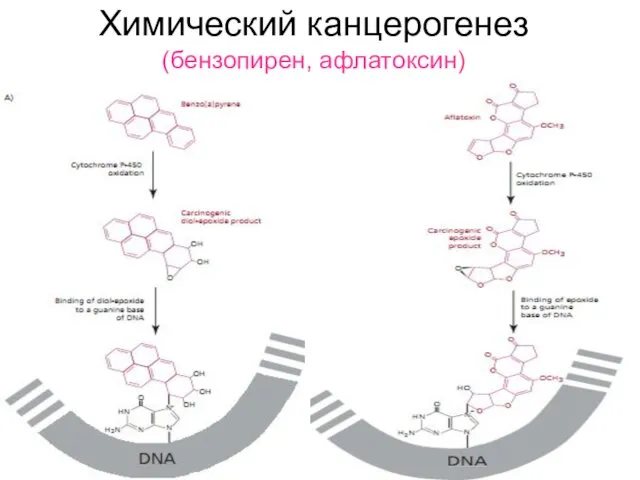 Химический канцерогенез (бензопирен, афлатоксин)