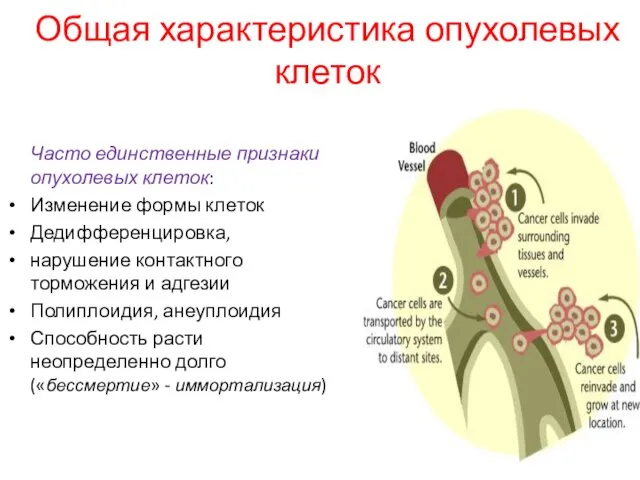 Общая характеристика опухолевых клеток Часто единственные признаки опухолевых клеток: Изменение формы