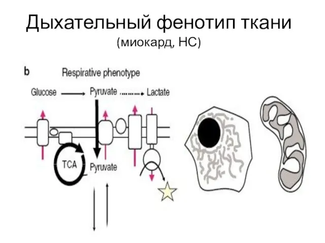 Дыхательный фенотип ткани (миокард, НС)