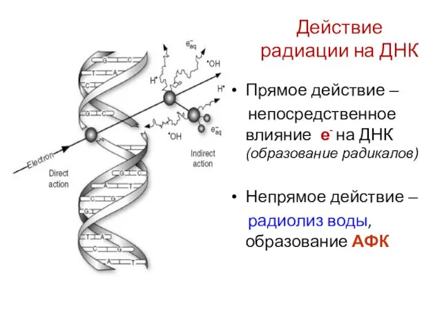 Действие радиации на ДНК Прямое действие – непосредственное влияние е- на