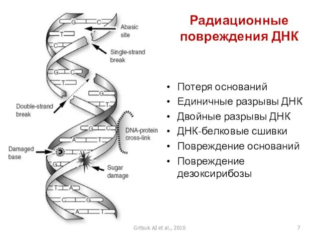Радиационные повреждения ДНК Потеря оснований Единичные разрывы ДНК Двойные разрывы ДНК