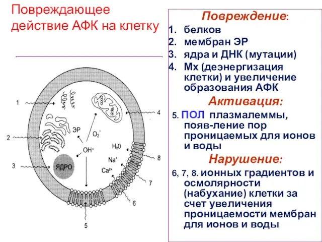 Повреждающее действие АФК на клетку Повреждение: белков мембран ЭР ядра и