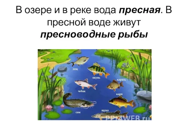 В озере и в реке вода пресная. В пресной воде живут пресноводные рыбы