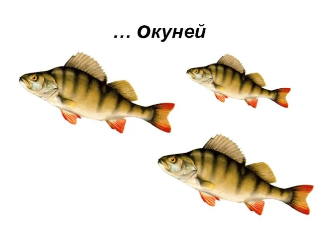 … окуней