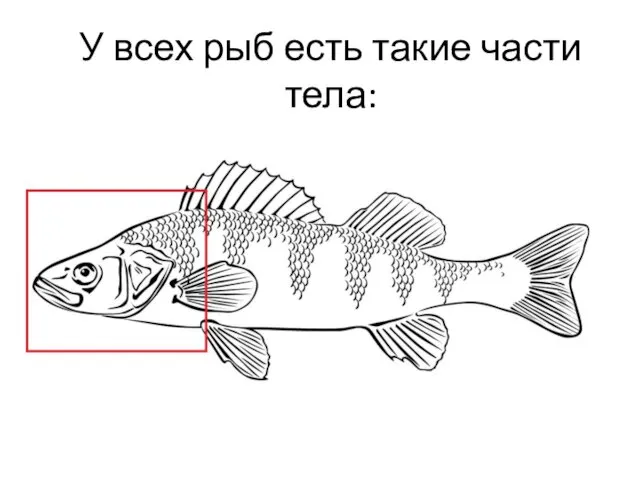 У всех рыб есть такие части тела: