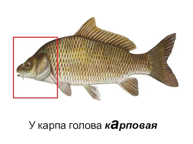 У карпа голова карповая