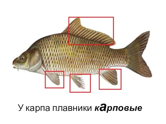 У карпа плавники карповые