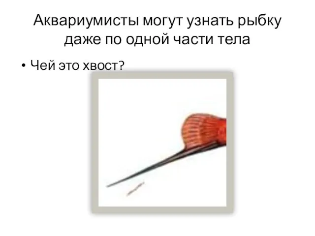 Аквариумисты могут узнать рыбку даже по одной части тела Чей это хвост?