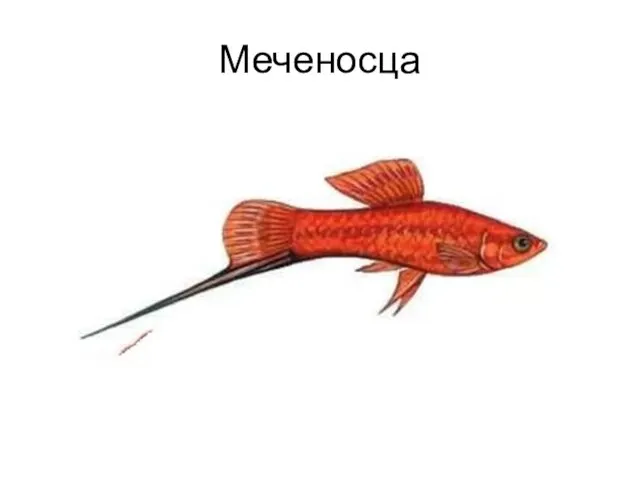 Меченосца