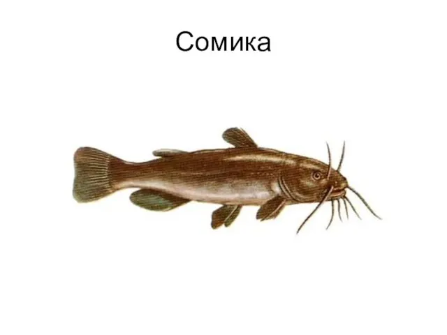 Сомика