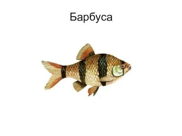 Барбуса