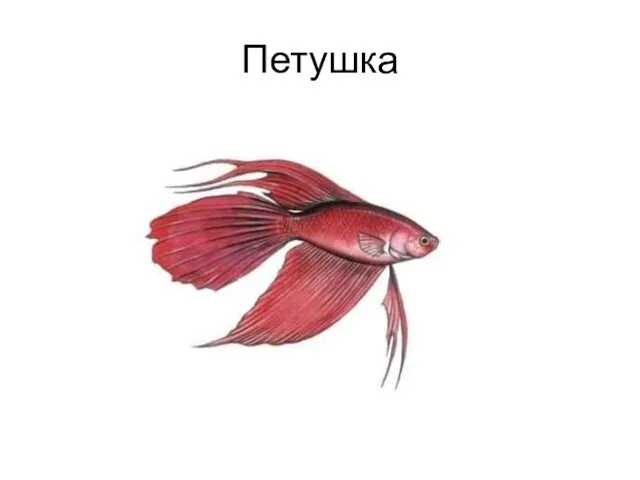 Петушка