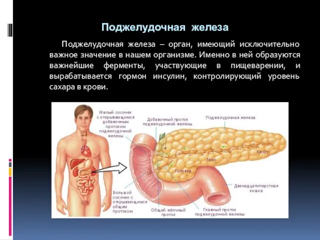 Поджелудочная железа Поджелудочная железа – орган, имеющий исключительно важное значение в