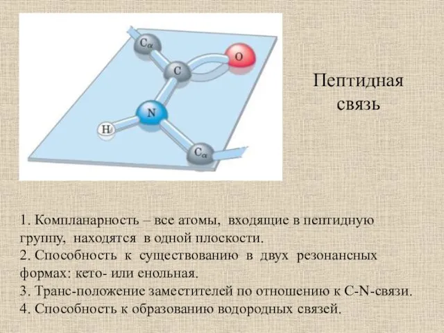 Пептидная связь 1. Компланарность – все атомы, входящие в пептидную группу,