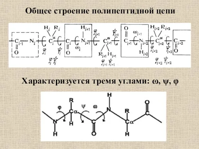 Общее строение полипептидной цепи Характеризуется тремя углами: ω, ψ, φ