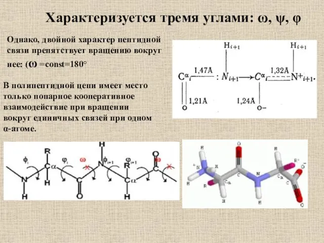 Характеризуется тремя углами: ω, ψ, φ Однако, двойной характер пептидной связи