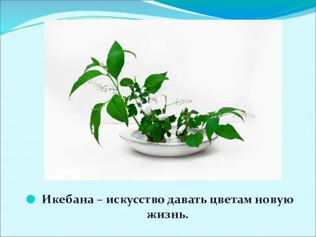 Икебана – искусство давать цветам новую жизнь.