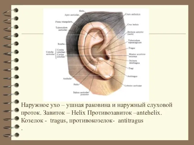 Наружное ухо – ушная раковина и наружный слуховой проток. Завиток –