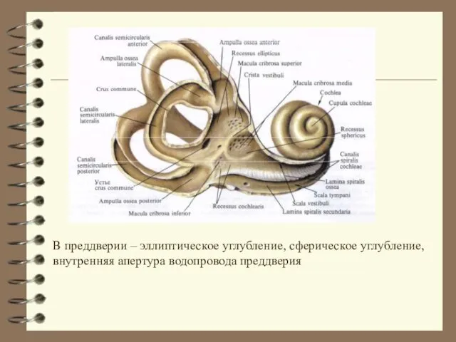 В преддверии – эллиптическое углубление, сферическое углубление, внутренняя апертура водопровода преддверия