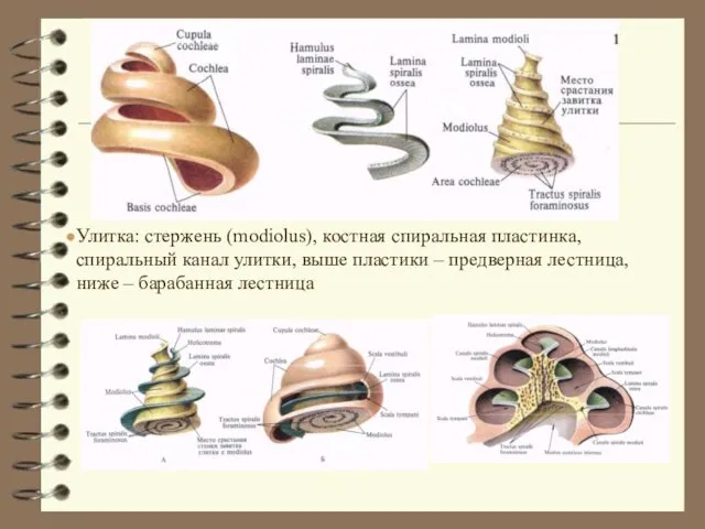 Улитка: стержень (modiolus), костная спиральная пластинка, спиральный канал улитки, выше пластики
