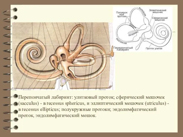 Перепончатый лабиринт: улитковый проток; сферический мешочек (sacculus) - в recessus sphericus,