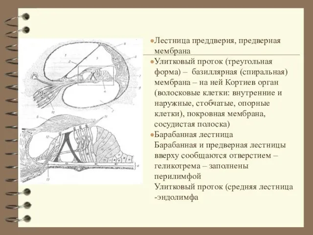 Лестница преддверия, предверная мембрана Улитковый проток (треугольная форма) – базиллярная (спиральная)