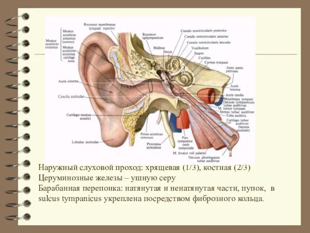 Наружный слуховой проход: хрящевая (1/3), костная (2/3) Церуминозные железы – ушную