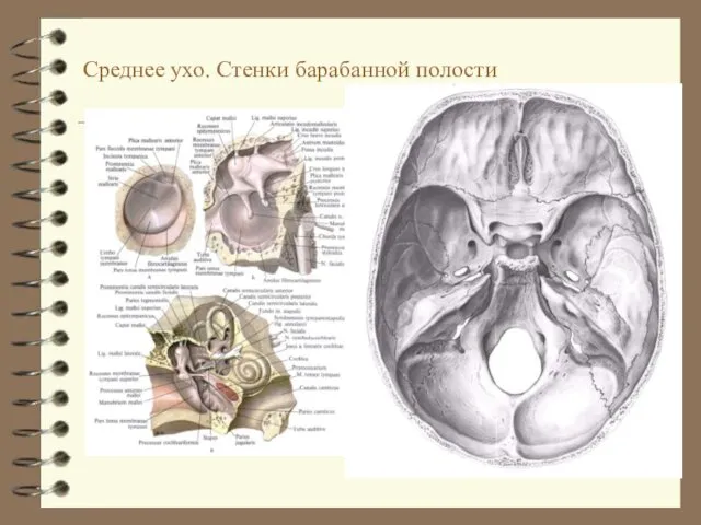 Среднее ухо. Стенки барабанной полости