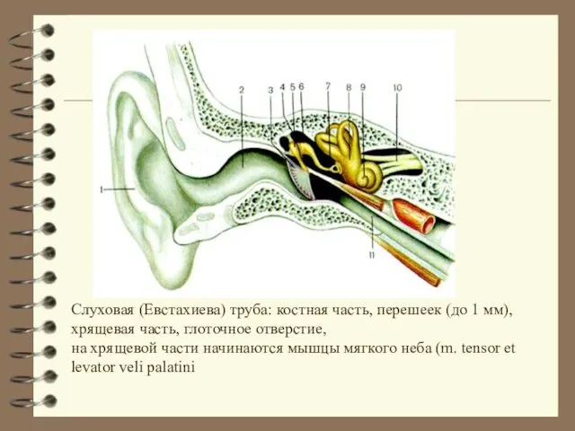 Слуховая (Евстахиева) труба: костная часть, перешеек (до 1 мм), хрящевая часть,