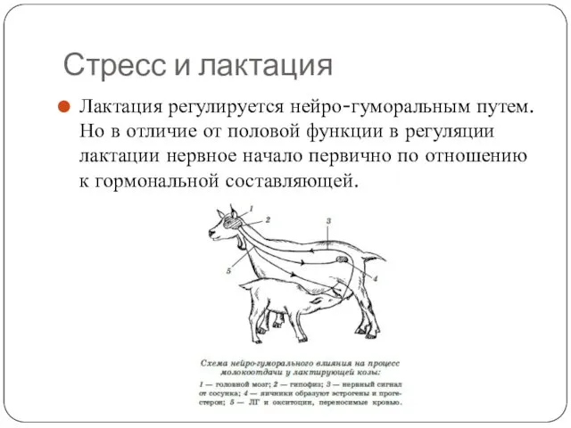 Стресс и лактация Лактация регулируется нейро-гуморальным путем. Но в отличие от