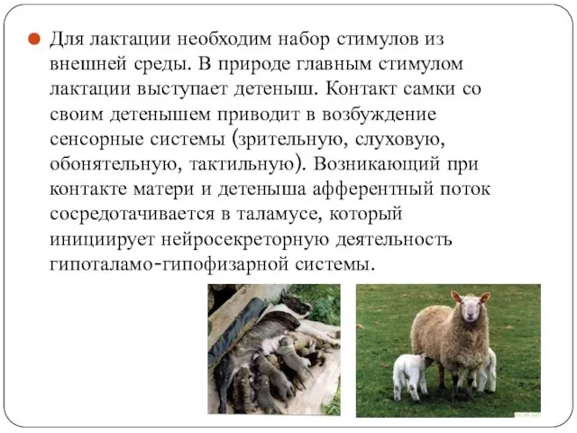 Для лактации необходим набор стимулов из внешней среды. В природе главным