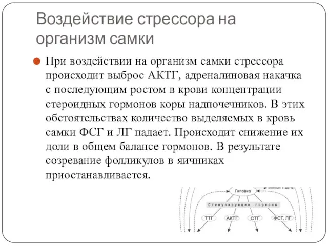 Воздействие стрессора на организм самки При воздействии на организм самки стрессора