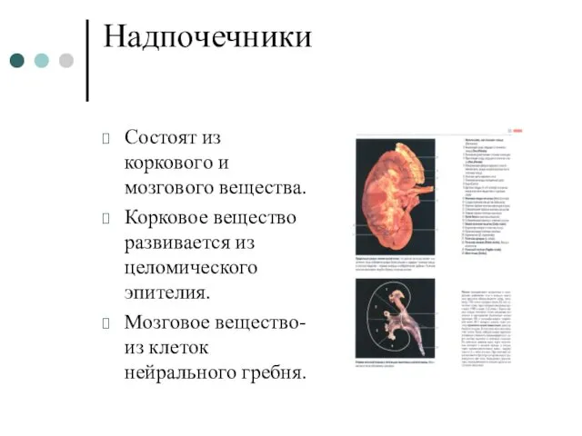 Надпочечники Состоят из коркового и мозгового вещества. Корковое вещество развивается из