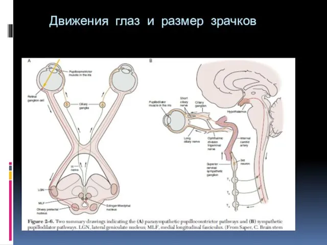 Движения глаз и размер зрачков