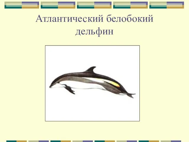 Атлантический белобокий дельфин