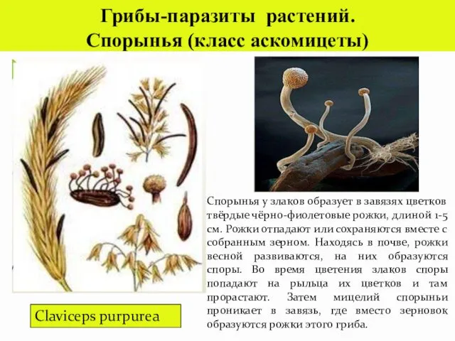 Claviceps purpurea Грибы-паразиты растений. Спорынья (класс аскомицеты) Спорынья у злаков образует