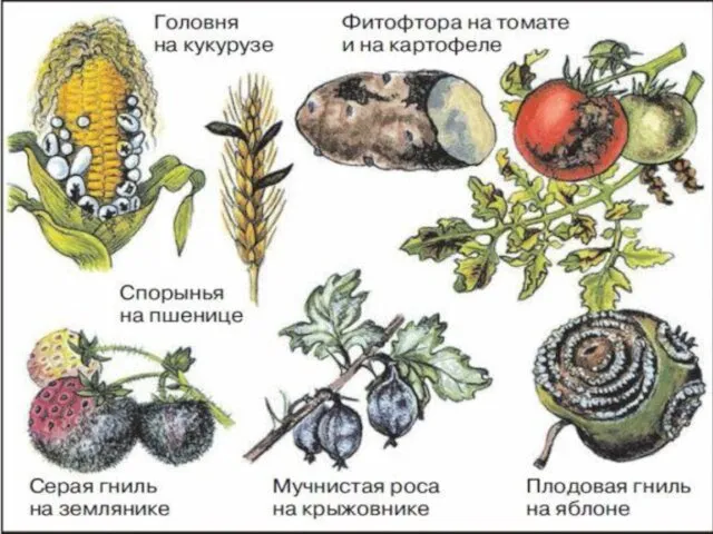 Зинаида Виссарионовна Ермо́льева 1898 — 1974 В 1942 году впервые в