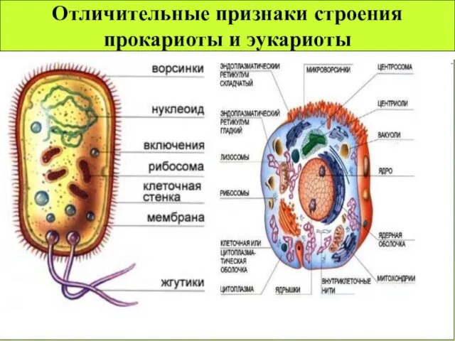 Отличительные признаки строения прокариоты и эукариоты