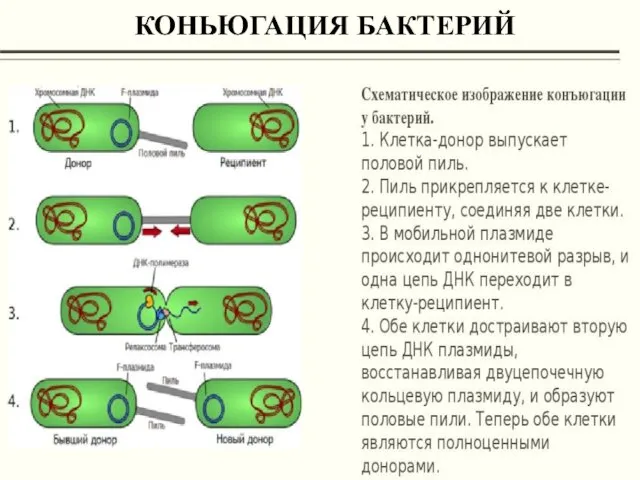 Сходства в строении клеток эукариот и прокариот: Клеточное строение; Наличие цитоплазматической