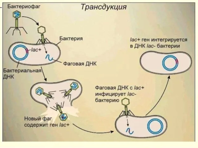 Морфология бактерий Морфология – это наука изучающая форму строения, способы передвижения