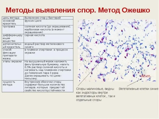 Палочковидные бактерии 1 Бактерии - не образуют спор. Диплобактерии Стрептобактерии 2