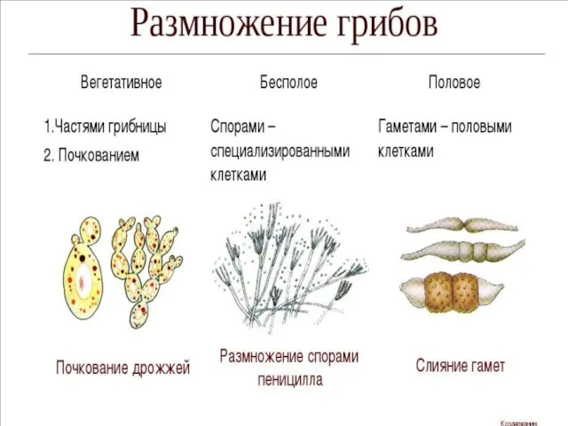 Основные этапы развития микробиологии 1.Эмпирических знаний (или Эвристический период) – IV