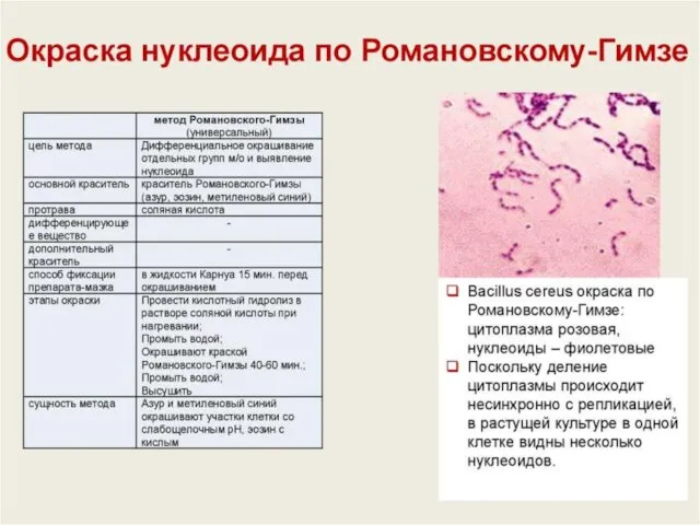 Нитевидные формы (Ветвящиеся) Серобактерии, железобактерии – обитатели водоемов; Бифидобактерии Актиномицеты –